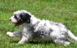 Cockapoo dogs for sale: Caden - Image 6