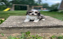 Cavapoo dogs for sale: Daisy - Image 1