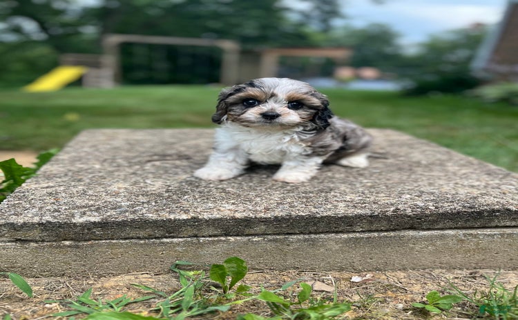 Cavapoo dogs for sale - Ad 2