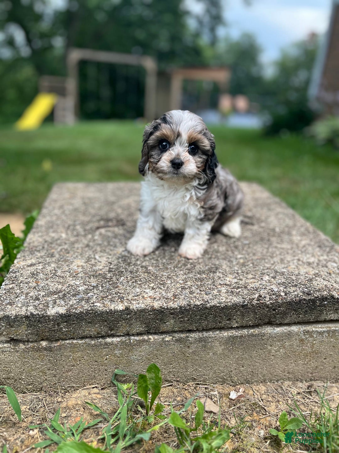 Cavapoo dogs for sale: Daisy - Image 1