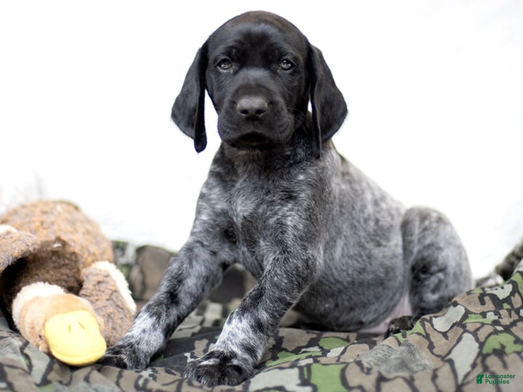 German Shorthaired Pointer dogs for sale: German Shorthaired Pointer 6 puppies - Image 14