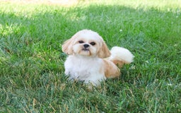 Shih Tzu dogs for sale: Masha - Image 5