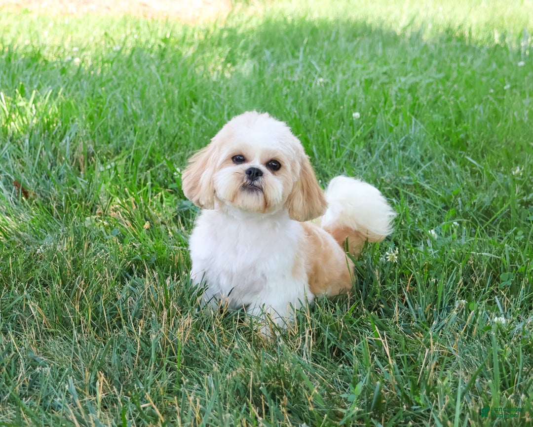 Shih Tzu dogs for sale: Masha - Image 5