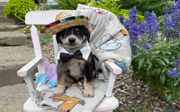 Australian Cattle Dog dogs for sale: Milo - Image 5