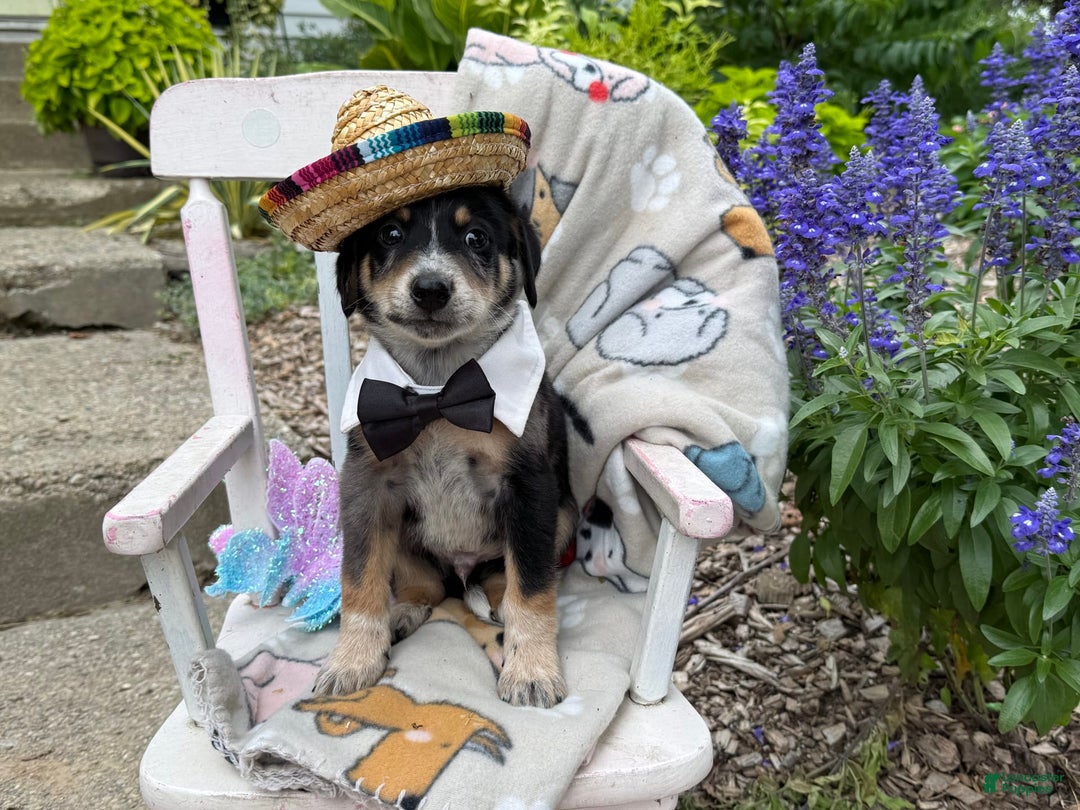 Australian Cattle Dog dogs for sale: Milo - Image 5
