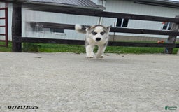 Pomsky dogs for sale: Coyote - Image 2