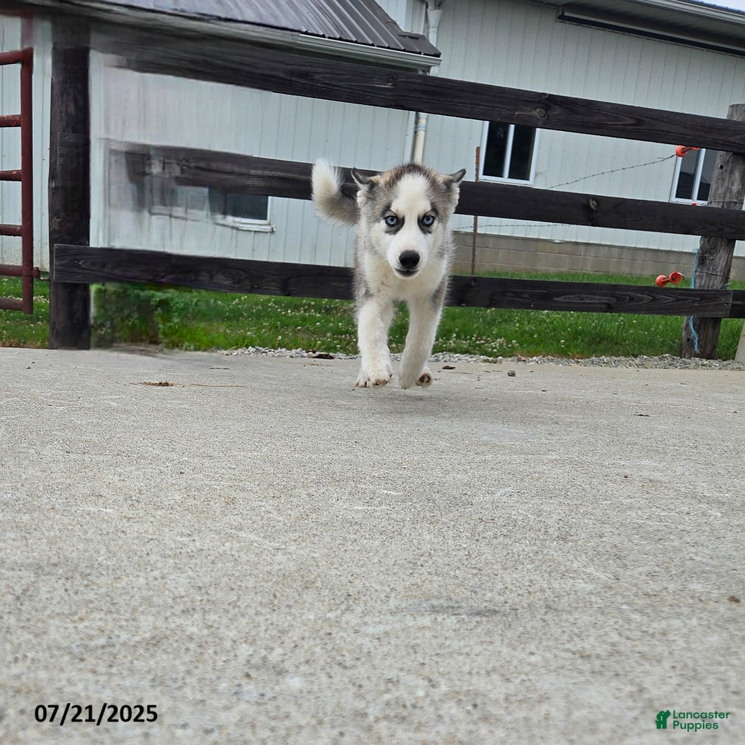 Pomsky dogs for sale: Coyote - Image 2