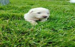 Great Pyrenees dogs for sale: Cedar - Image 12