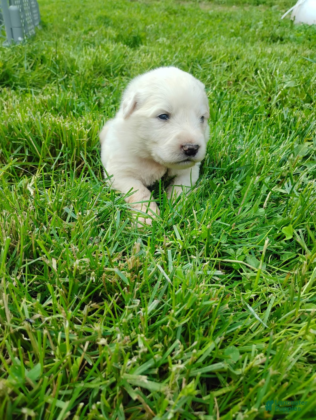 Great Pyrenees dogs for sale: Cedar - Image 12