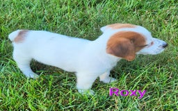 Jack Russell Terrier dogs for sale: Roxy - Image 3