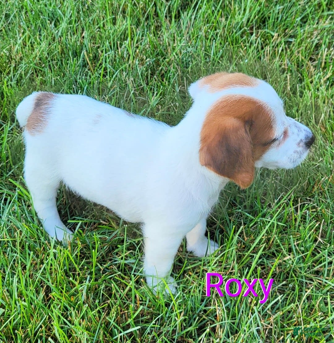 Jack Russell Terrier dogs for sale: Roxy - Image 3