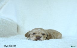 Cocker Spaniel dogs for sale: Skyler - Image 2
