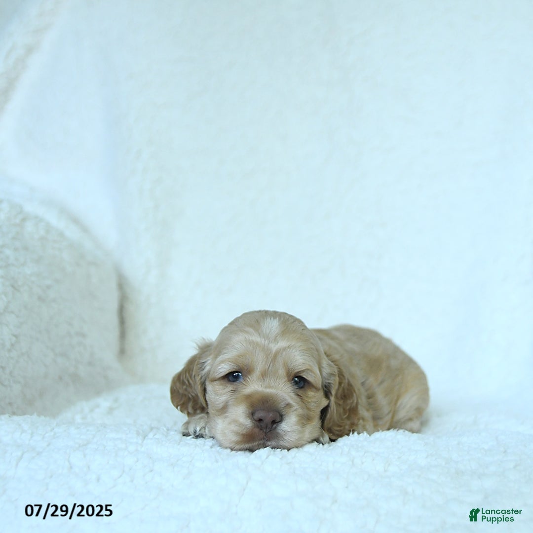 Cocker Spaniel dogs for sale: Skyler - Image 2