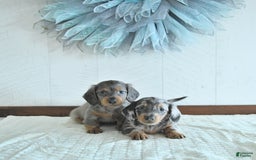 Miniature Dachshund dogs for sale: Zach Rare Color - Image 3