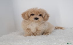 Maltipoo dogs for sale: Agustin - Image 15