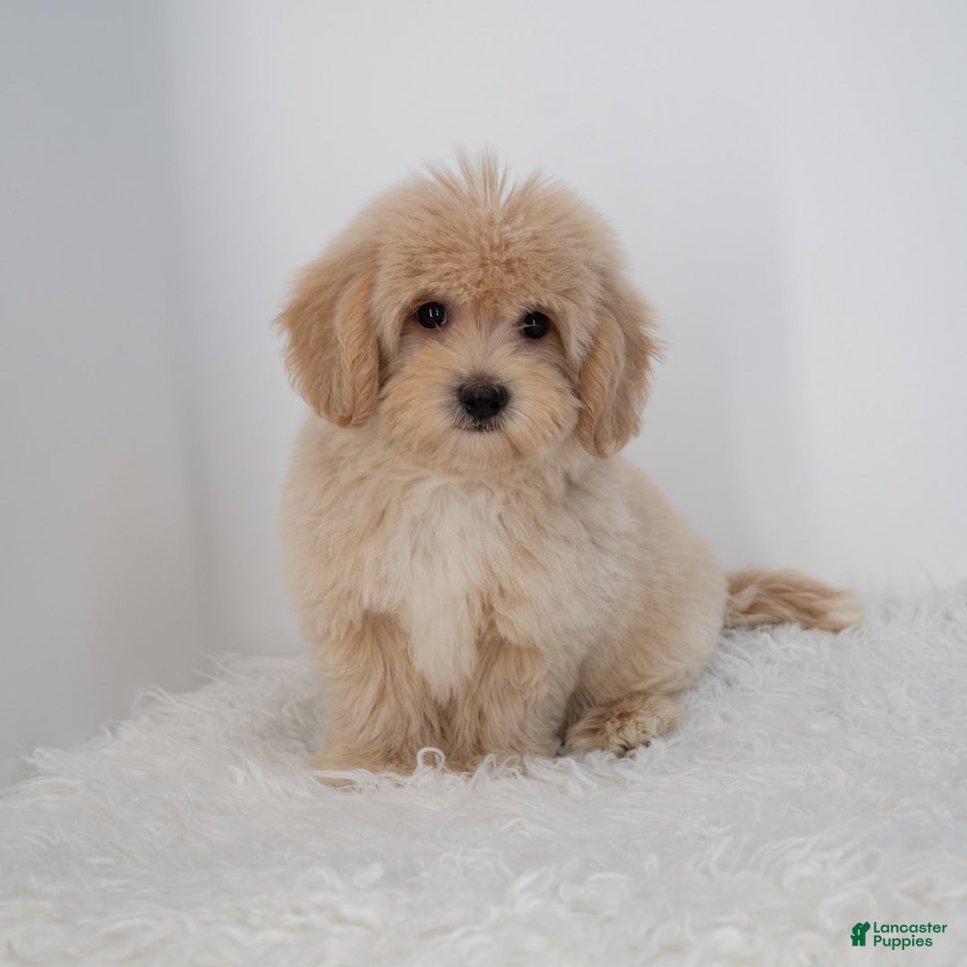 Maltipoo dogs for sale: Agustin - Image 15
