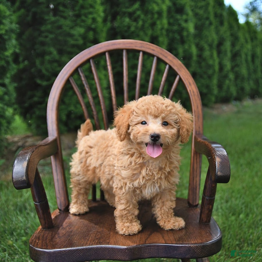 Mini Goldendoodle dogs for sale: Mia - Image 9