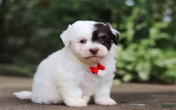 Havanese dogs for sale: Hayes - Image 1