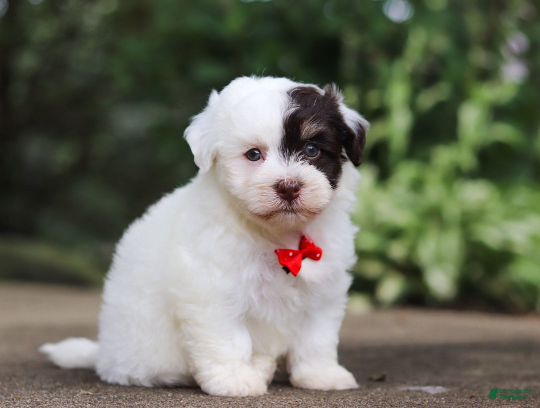 Havanese dogs for sale: Hayes - Image 1