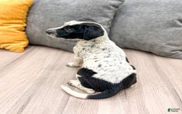 Dalmatian dogs for sale: Pepper - Image 4