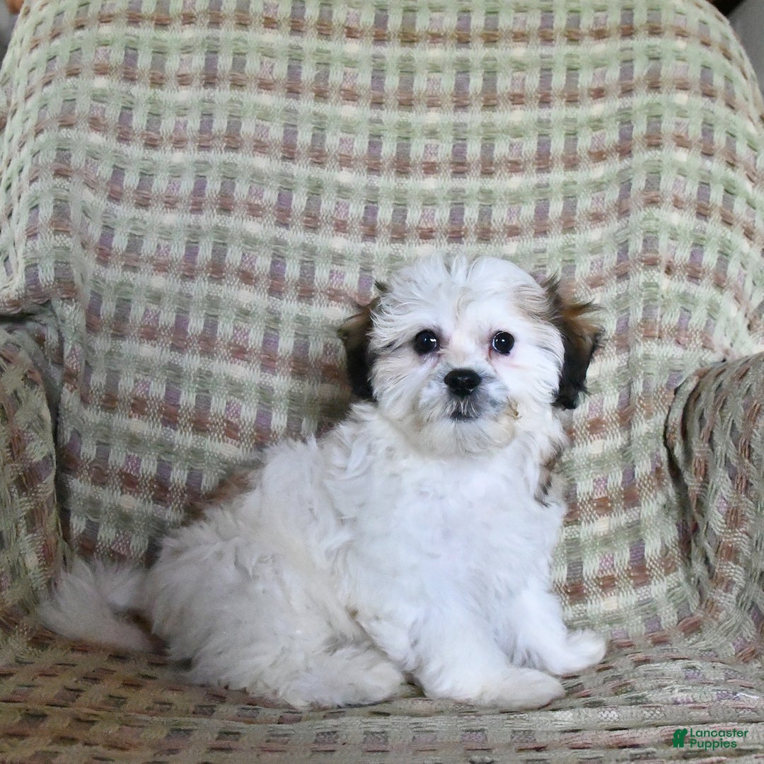Teddy Bear dogs for sale: Bailey - Image 1