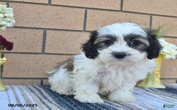 Teddy Bear dogs for sale: Freckles - Image 4