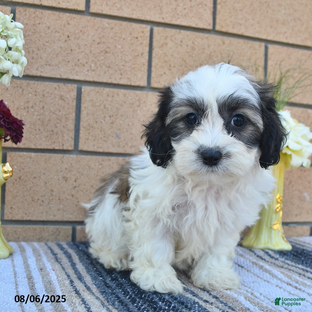 Teddy Bear dogs for sale: Freckles - Image 4