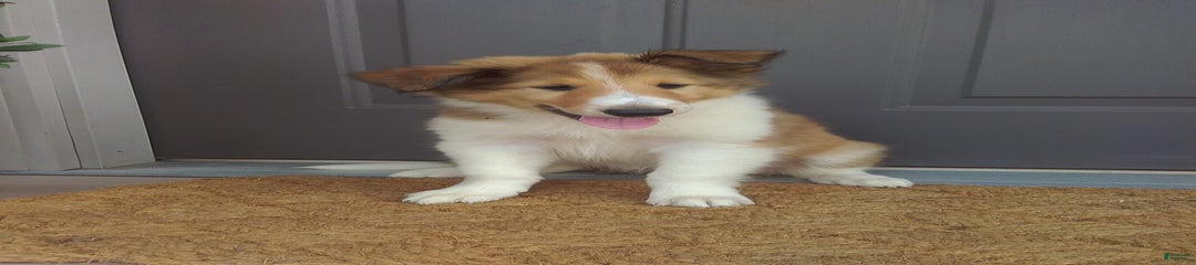 Dixie