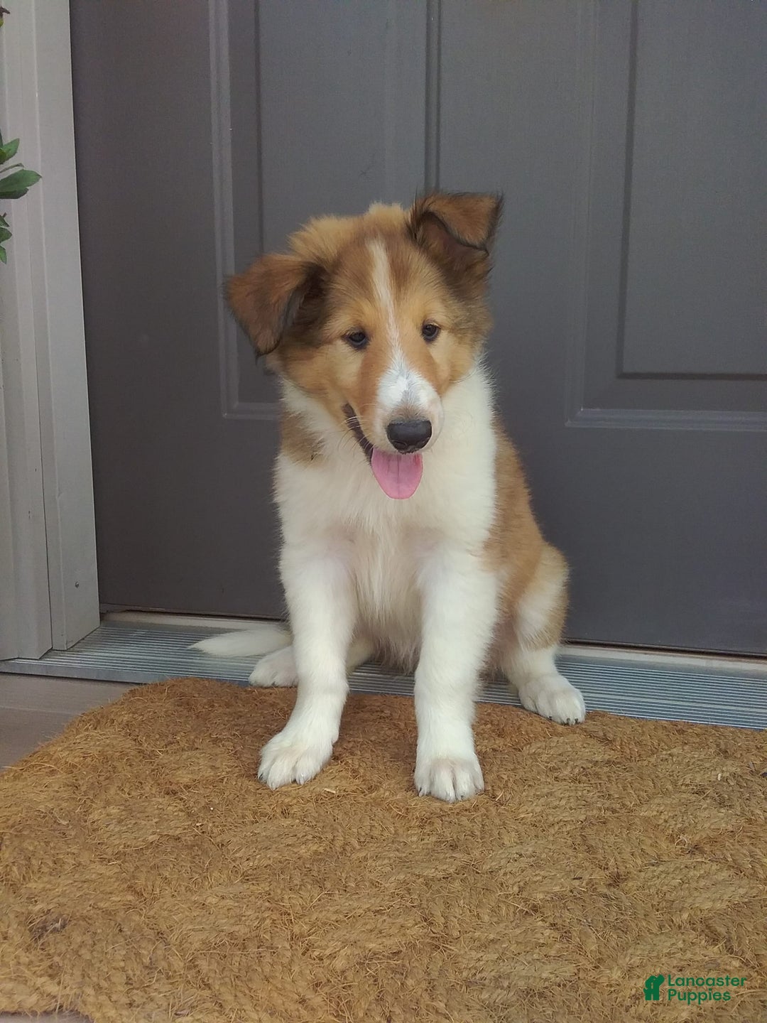 Collie dogs for sale: Dixie - Image 1