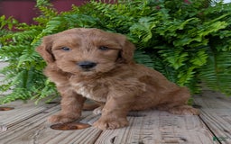 Goldendoodle dogs for sale: Cash - Image 42