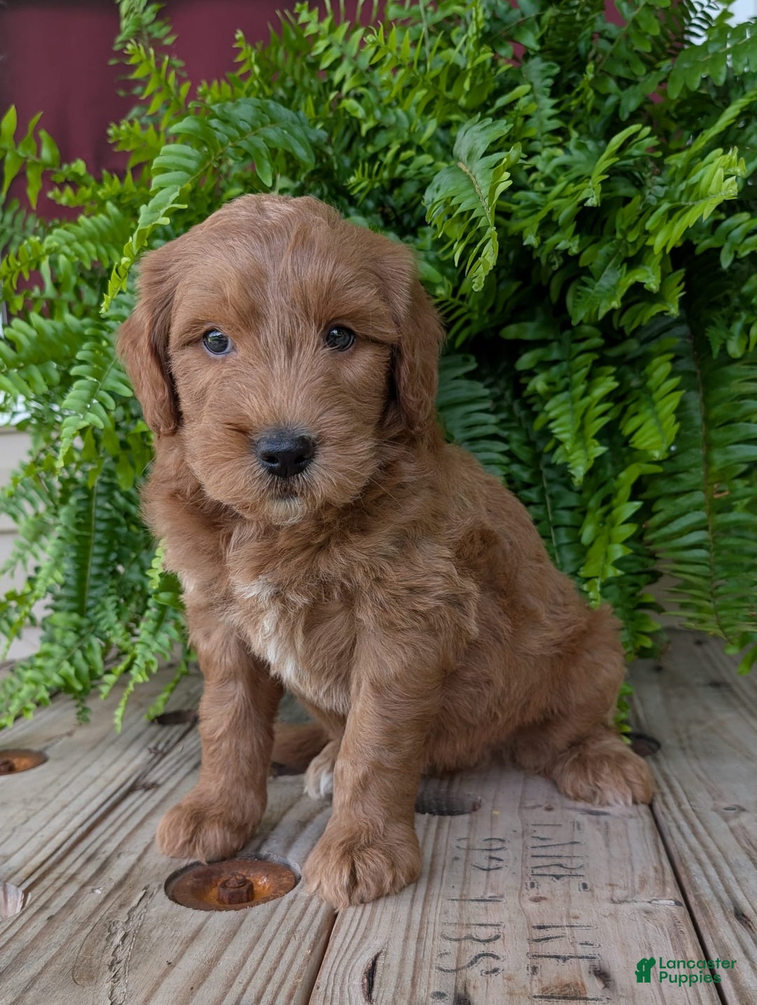 Goldendoodle dogs for sale: Cash - Image 42