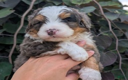 Mini Bernedoodle dogs for sale: Louie - Image 3