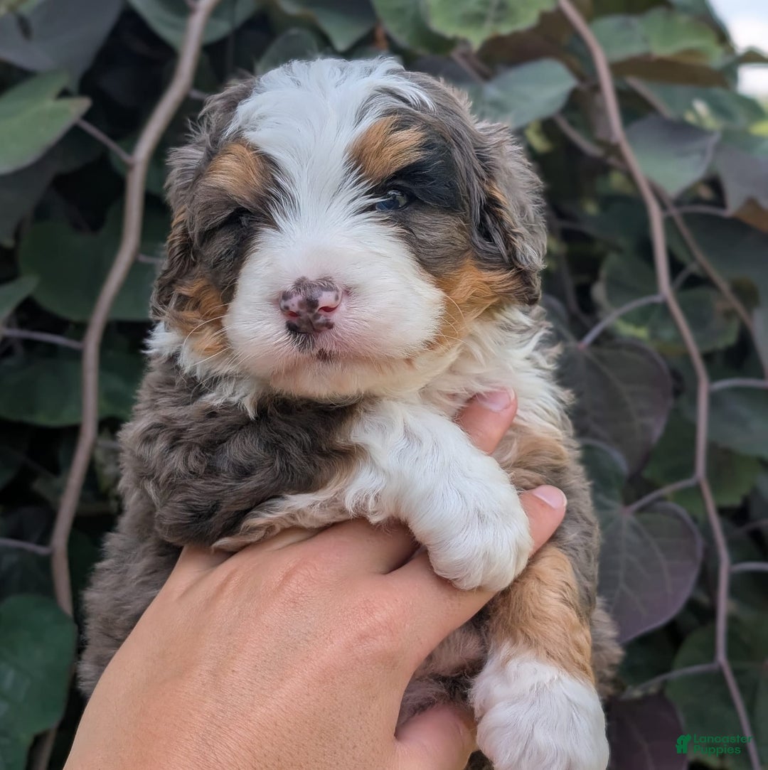 Mini Bernedoodle dogs for sale: Louie - Image 3