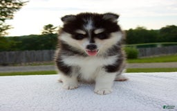 Pomsky dogs for sale: Lexi - Image 6