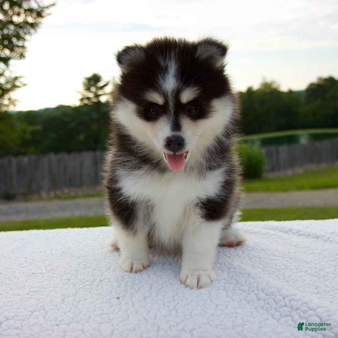 Pomsky dogs for sale: Lexi - Image 6