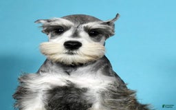 Miniature Schnauzer dogs for sale: Ken - Image 2