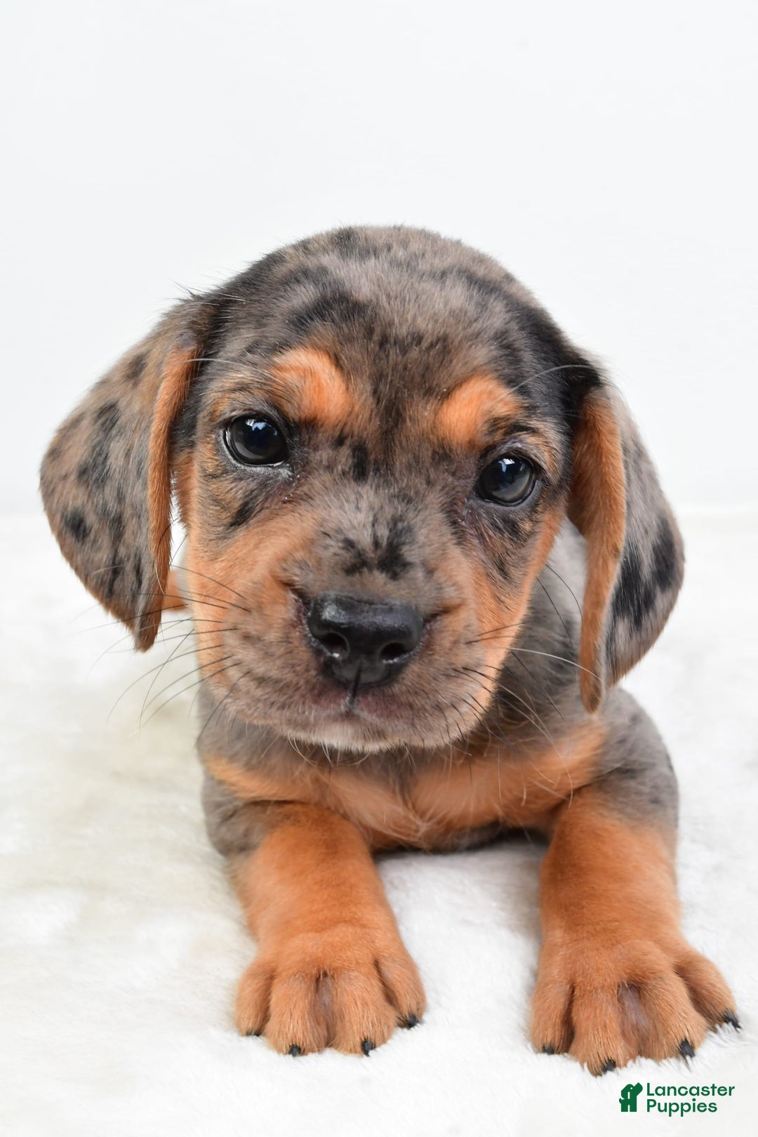 Beabull dogs for sale: Stella - Image 5