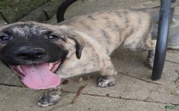 Anatolian Shepherd dogs for sale: Bell - Image 9