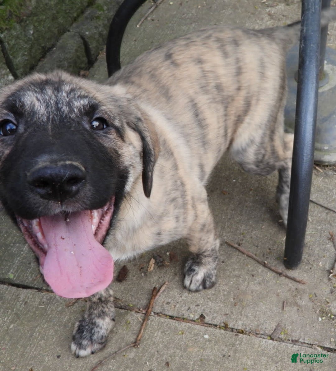 Anatolian Shepherd dogs for sale: Bell - Image 9
