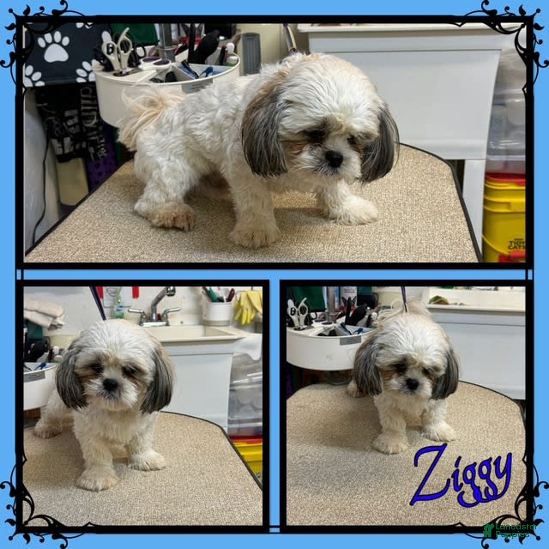 Teddy Bear dogs for sale: Little Guy - Image 3