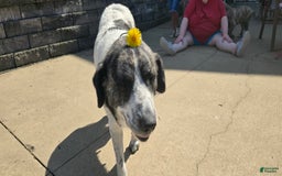 Anatolian Shepherd dogs for sale: Carly - Image 7