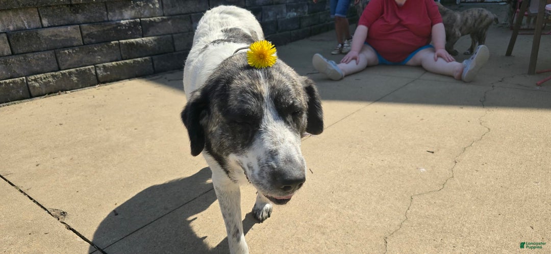 Anatolian Shepherd dogs for sale: Carly - Image 7