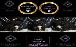Mini Goldendoodle dogs for sale: Gucci - Image 3