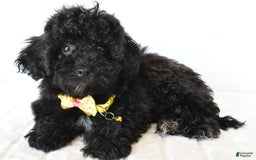 Shihpoo dogs for sale: Theo - Image 4
