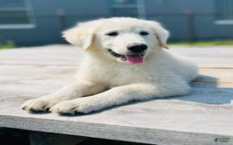 Maremma Sheepdog dogs for sale: Daisy - Image 2