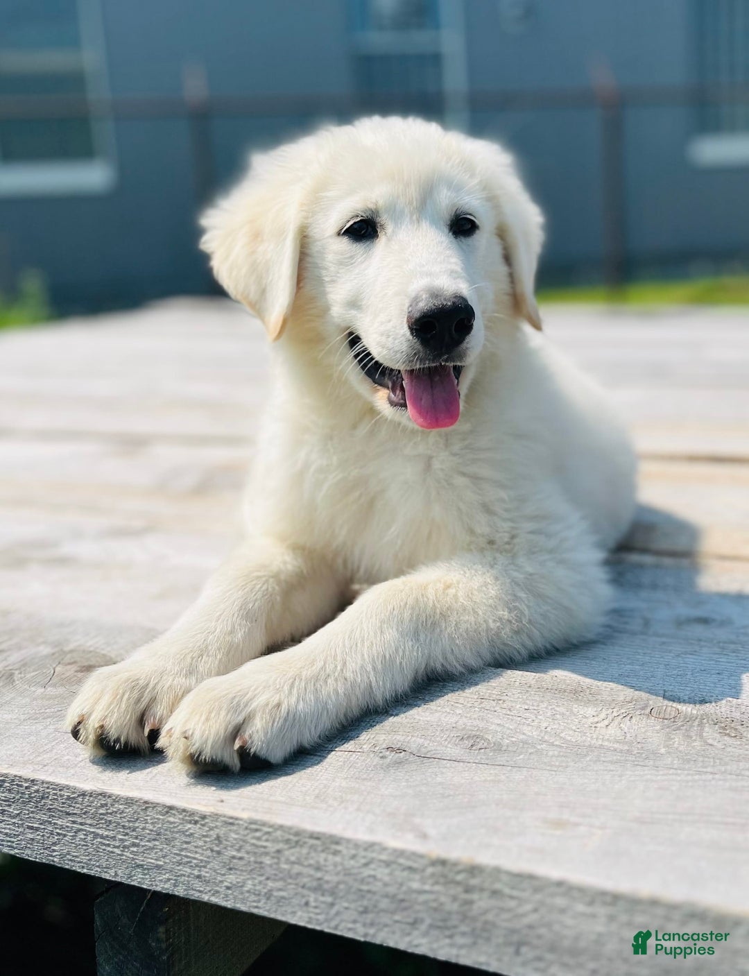 Maremma Sheepdog dogs for sale: Daisy - Image 2