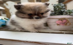 Pomeranian dogs for sale: Cory - Image 5
