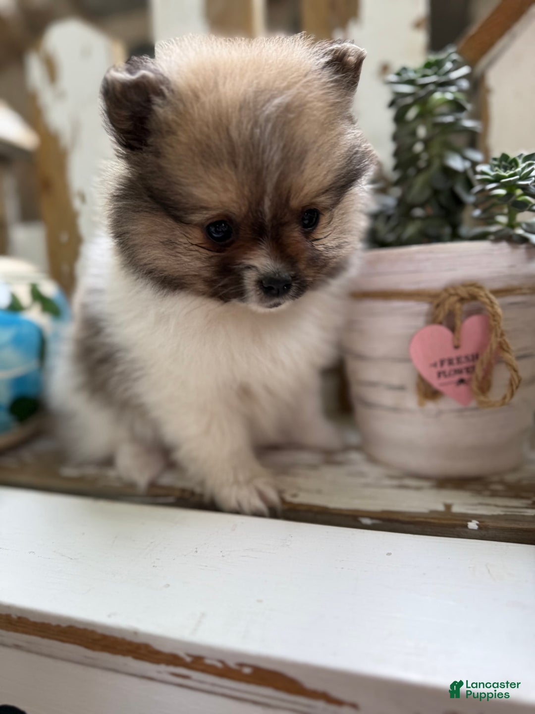 Pomeranian dogs for sale: Cory - Image 5
