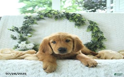Golden Retriever dogs for sale: Abram - Image 8