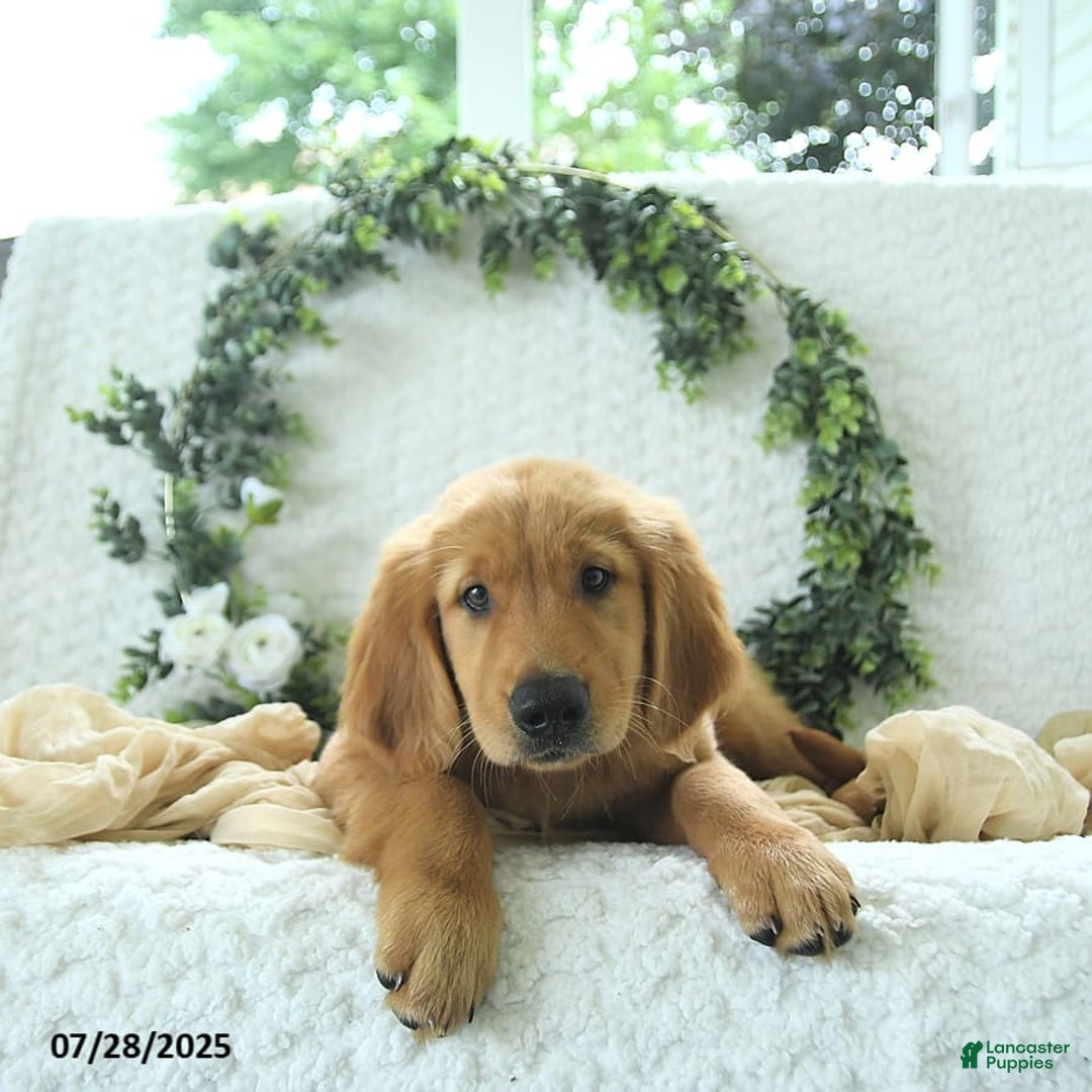 Golden Retriever dogs for sale: Abram - Image 8